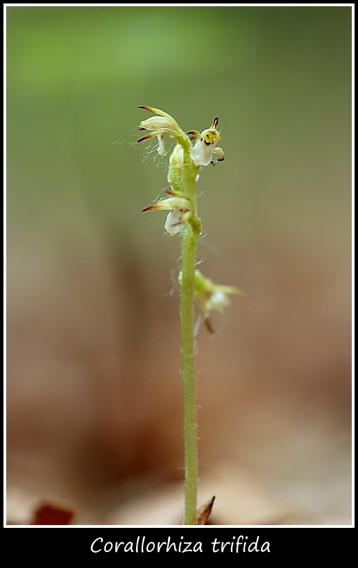 Spiranthes aestivalis e altre specie taglia mini